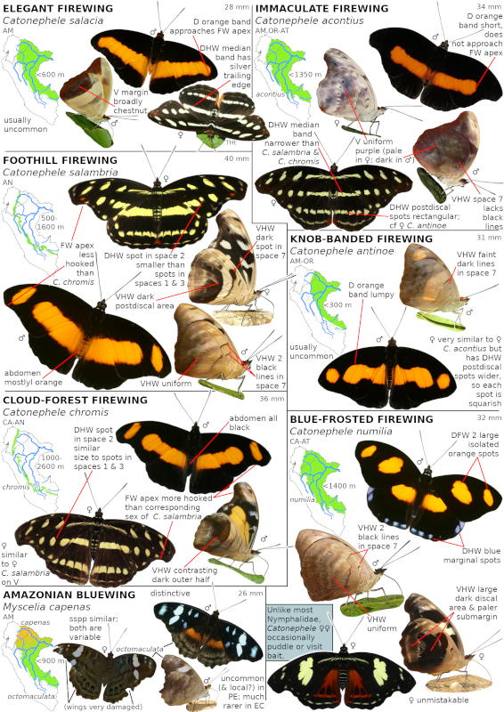 An Amateur's Guide to the Butterflies of Eastern Ecuador & Peru (Volume 1 - print)