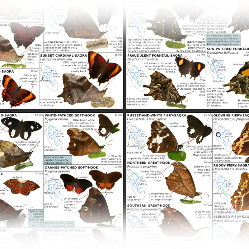 An Amateur's Guide to the Butterflies of Eastern Ecuador & Peru (Volume 1 - digital)