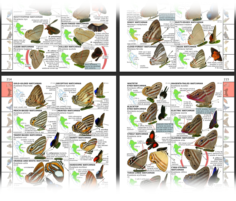 An Amateur's Guide to the Butterflies of Eastern Ecuador & Peru (Volume 2 - digital)
