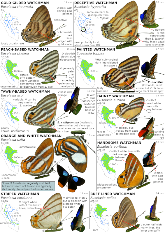 An Amateur's Guide to the Butterflies of Eastern Ecuador & Peru (Volume 2 - print)