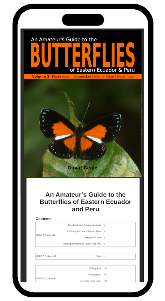An Amateur's Guide to the Butterflies of Eastern Ecuador & Peru (Volume 2 - digital)